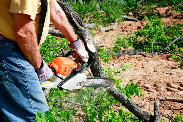 Best Stump Grinding and Removal  in Celoron, NY